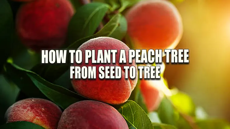 How To Plant A Peach Tree From Seed To Tree