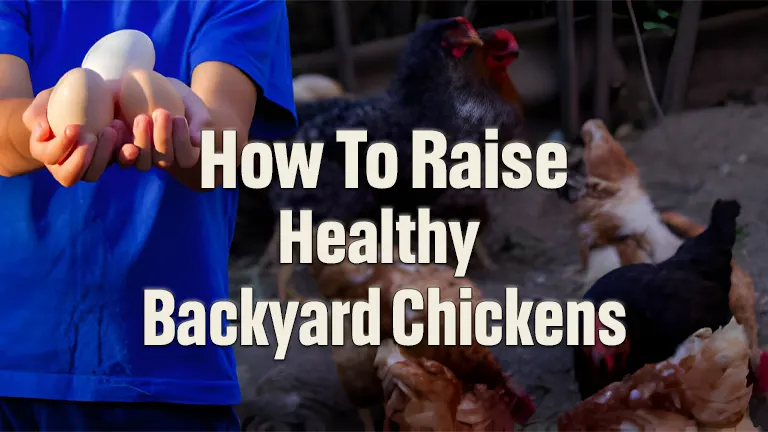 How To Raise Healthy Backyard Chickens A Beginner S Best Practices