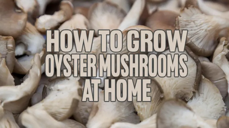 How To Grow Oyster Mushrooms At Home Forestry