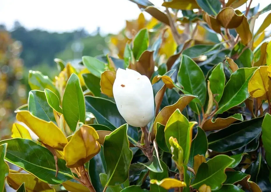 Bracken’s Brown Beauty Magnolia Tree For Sale