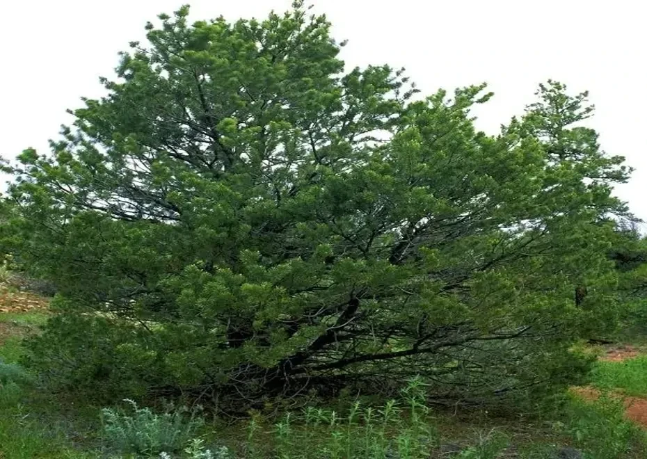 Single-Needle Piñón Pine