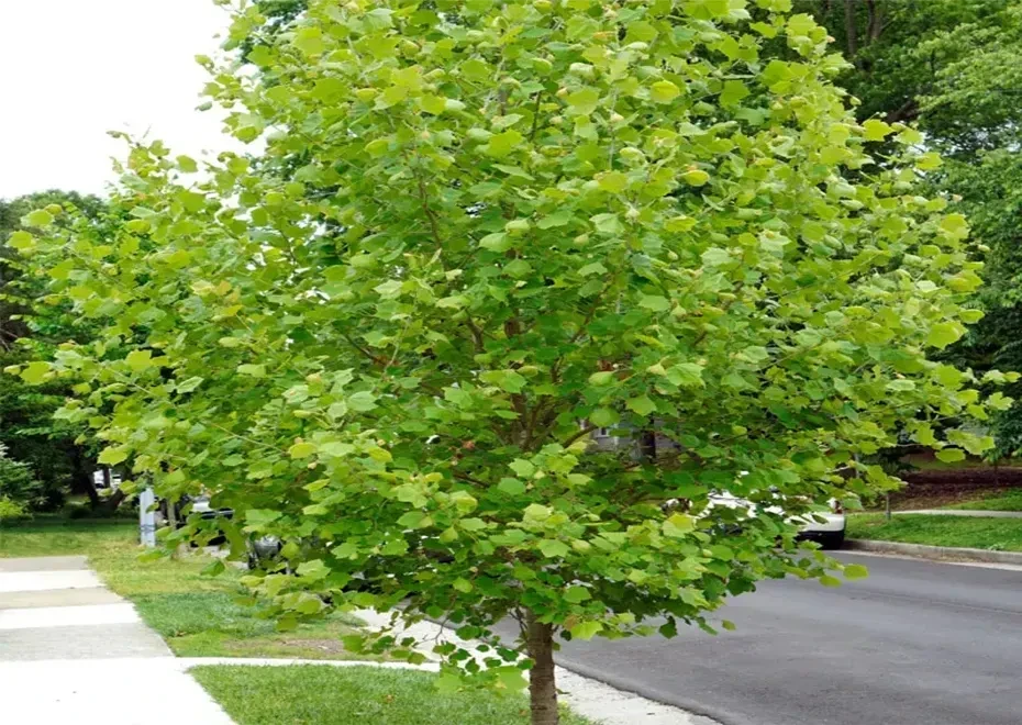 American Planetree Tree