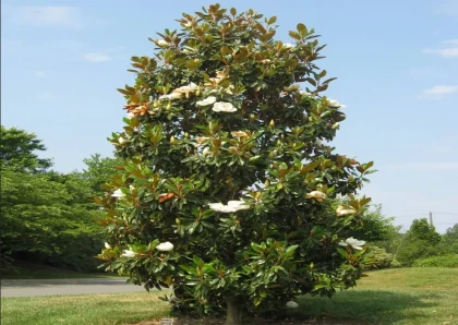 Kay Parris Magnolia Tree