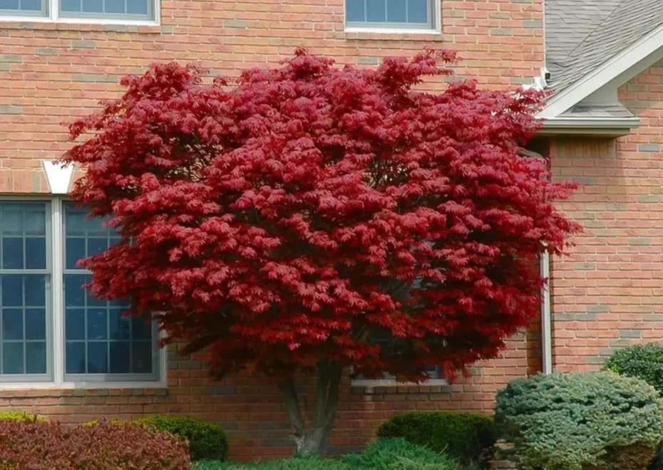 Bloodgood Japanese Maple Tree Tree For Sale