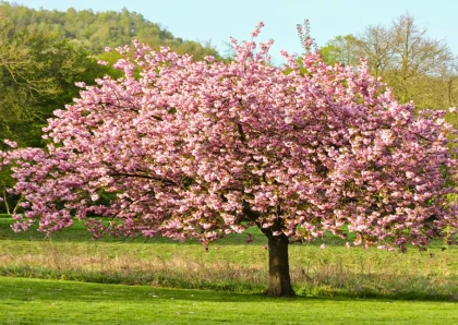 Alexandrina Magnolia Tree