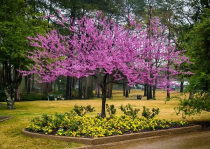Forest Pansy Redbud Tree