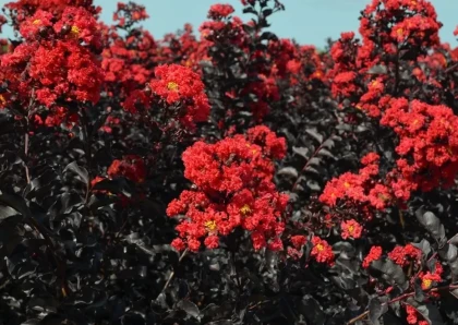 Black Diamond Best Red Crape Myrtle Tree