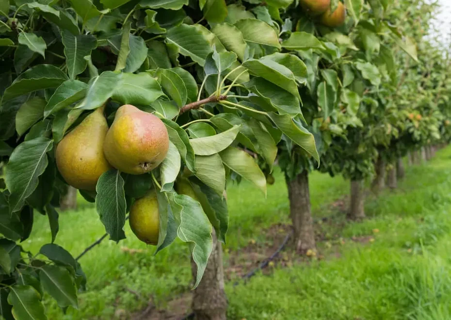 Comice Pear Trees for Sale