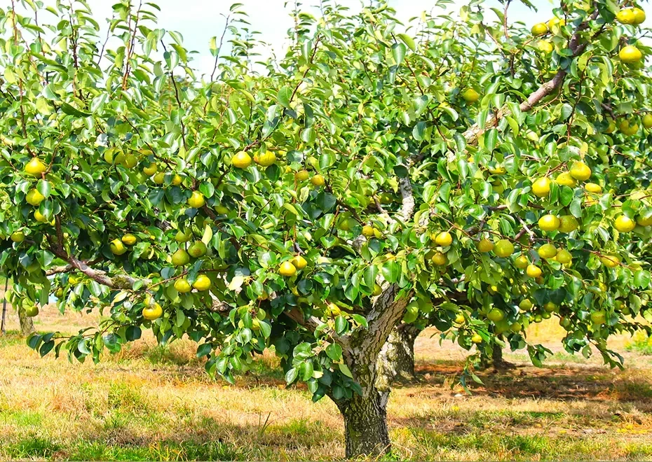 https://forestry.com/assets/products/329/thumbnails/image-bartlett-pear-tree-930-660.webp?upd=1a7cf7a8