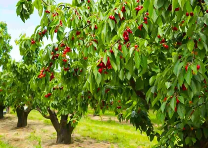 Benton Sweet Cherry Tree