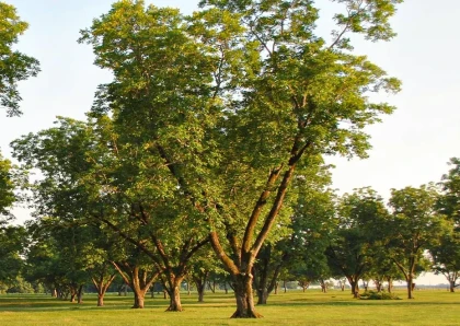 Pawnee Pecan Tree
