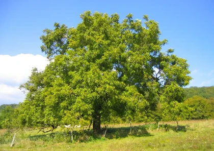 Kwik-Krop Walnut Tree