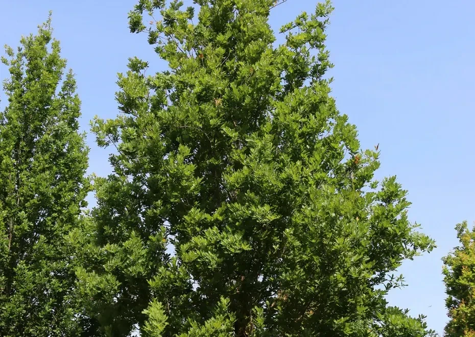 Streetspire Oak Tree