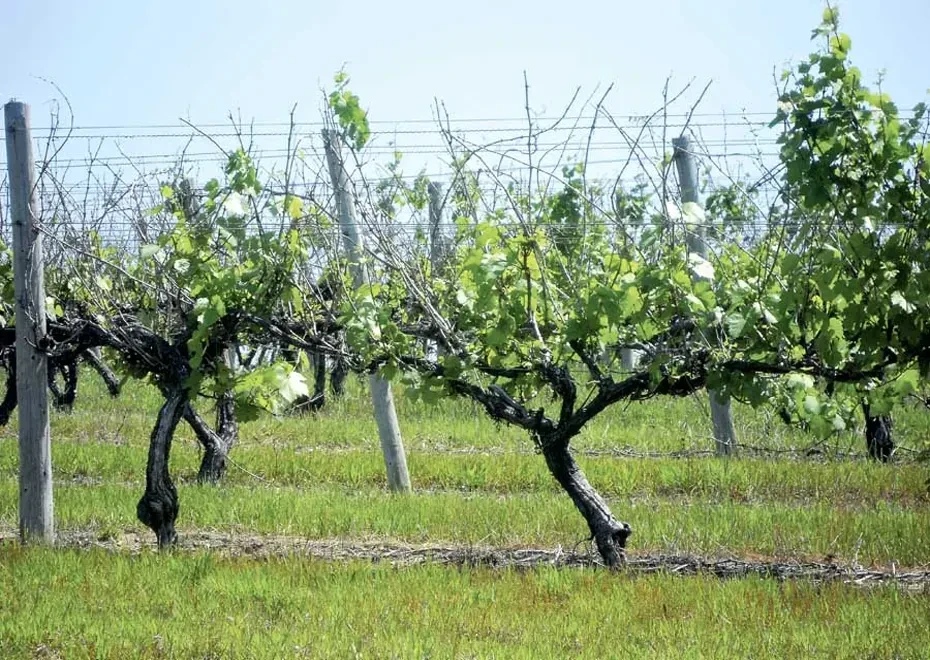 grapes tree images