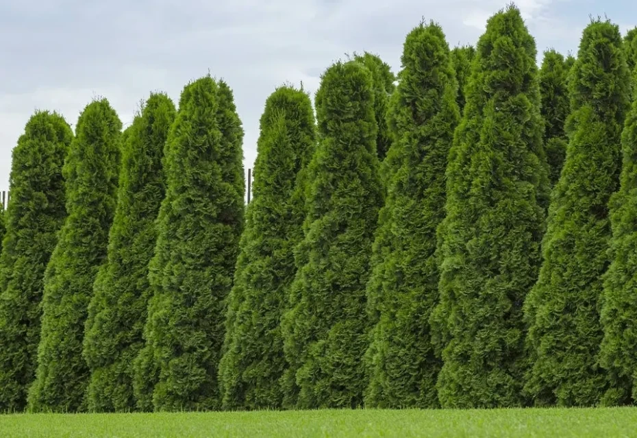 American Arborvitae Tree