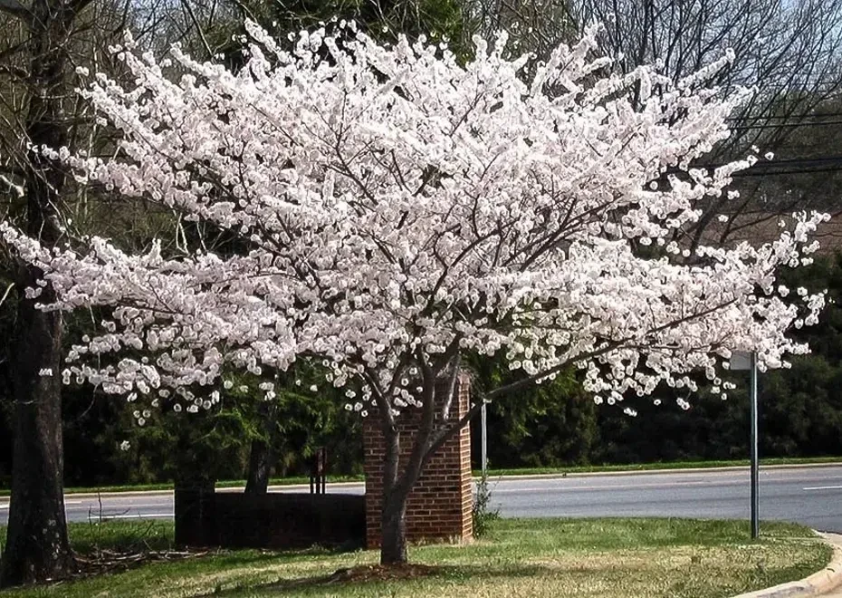 Yoshino Cherry Tree