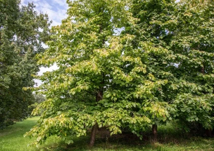 American Hazelnut Tree