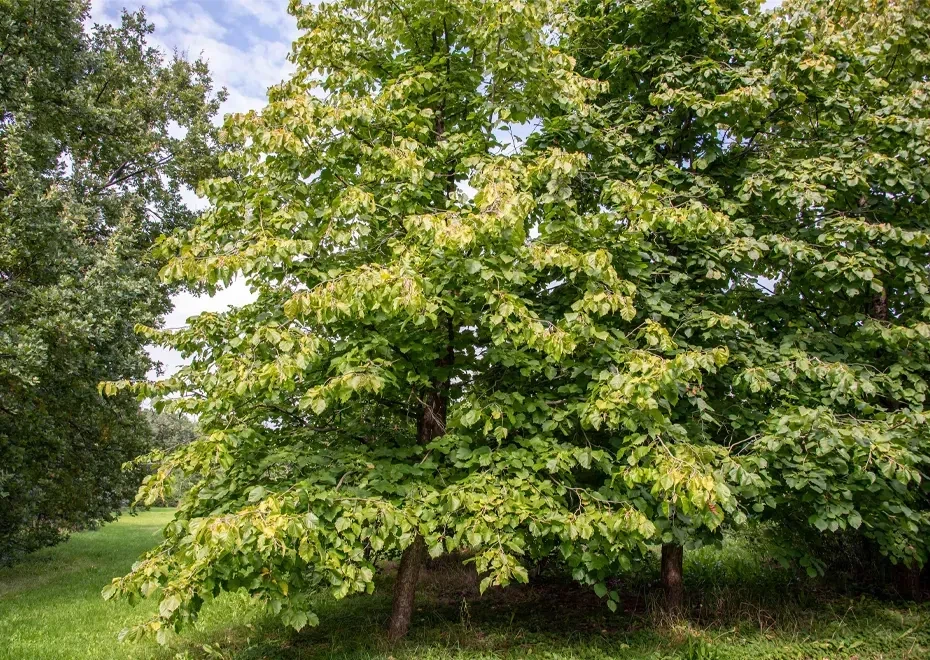 Buy wholesale Hazelnut tree with passe-partout and frame, 30cm x 40cm
