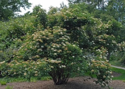 Arrowwood Viburnum Tree
