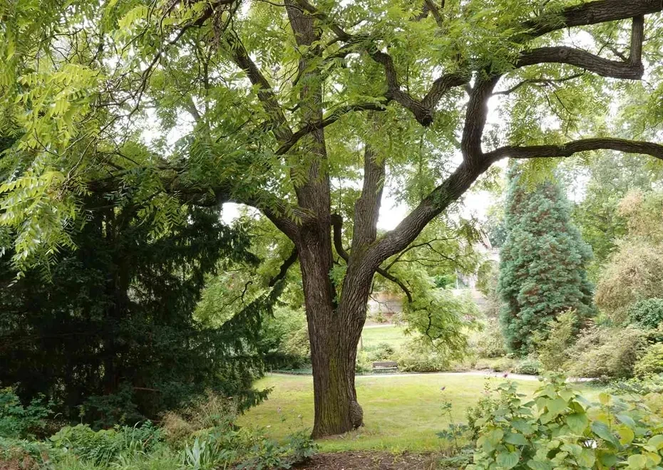 Black Walnut Tree Tree For Sale   Image Products 538 930 660.webp