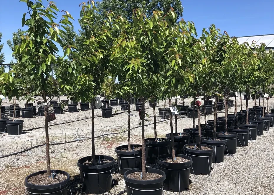 Bing Cherry Tree Tree For Sale