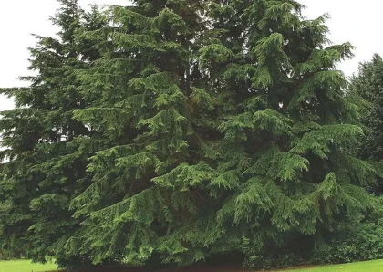 Canadian Hemlock Tree