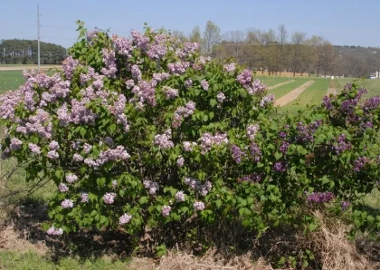 Common Fragrant Lilac