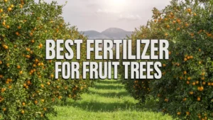 Best Fertilizer for Fruit Trees