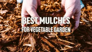 Best Mulches for Vegetable Gardens