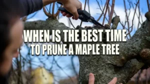 Person pruning a tree branch using a pair of large gardening shears.