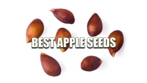 A collection of eight brown apple seeds scattered on a white background.