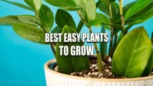 A potted ZZ plant (Zamioculcas zamiifolia) with glossy green leaves in a white decorative pot against a blue background.