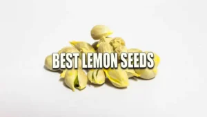 A pile of fresh lemon seeds with some seeds starting to sprout, isolated on a white background.