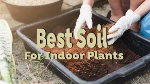 best soil for indoor plants