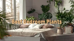 best bedroom plants