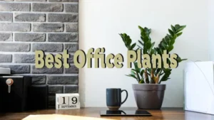 best office plants