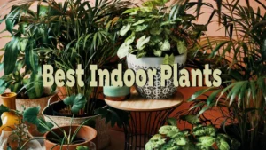 best indoor plants