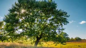 What Trees Provide the Best Shade