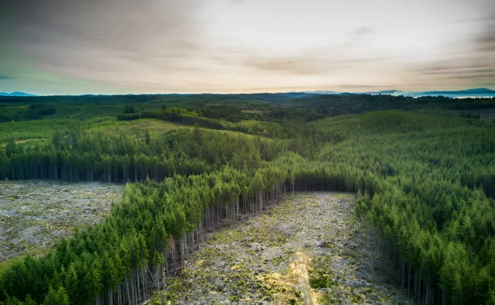 Proposed Increase in Logging to Mitigate Wildfires in the U.S. Pacific Northwest