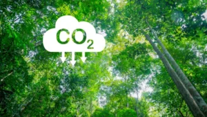 How Forests Store Carbon