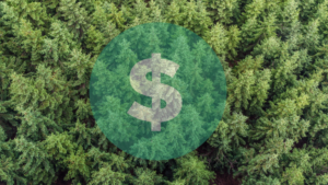 Effective financial management in forestry