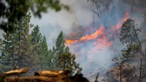 Crazy Creek Fire