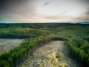 Proposed Increase in Logging to Mitigate Wildfires in the U.S. Pacific Northwest