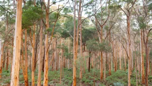 How to Implement Sustainable Forestry for Healthy Forests featured image