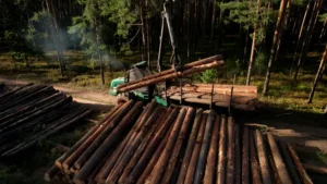 How to Utilize Timber Harvesting Methods Effectively and Sustainably featured image