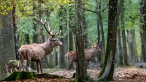 How to Manage Wildlife Habitat in Forests for Biodiversity featured image