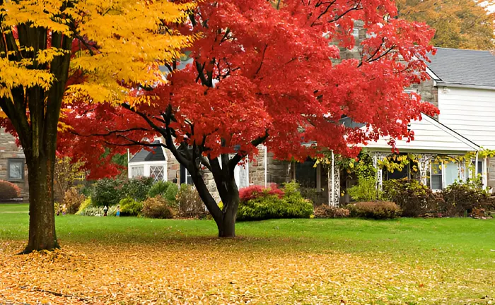 How Fall Lawn Aeration Helps and Why It Matters