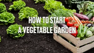 How to Start a Vegetable Garden