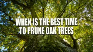 A large oak tree with a thick, textured trunk and a wide canopy of green leaves reaching towards the sky. Sunlight filters through the leaves, creating a dappled effect on the ground below.