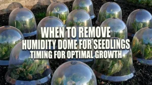 A group of clear plastic dome cloches protecting young plants in a garden bed, reflecting the sunlight.